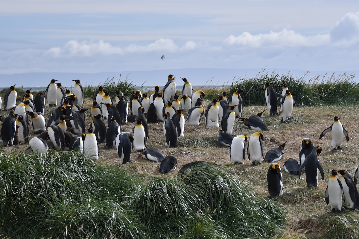 King Penguin - ML657482652