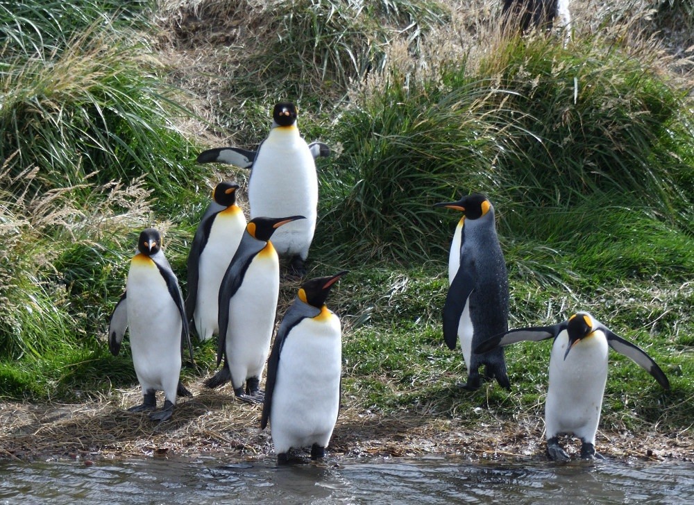 King Penguin - ML657482696