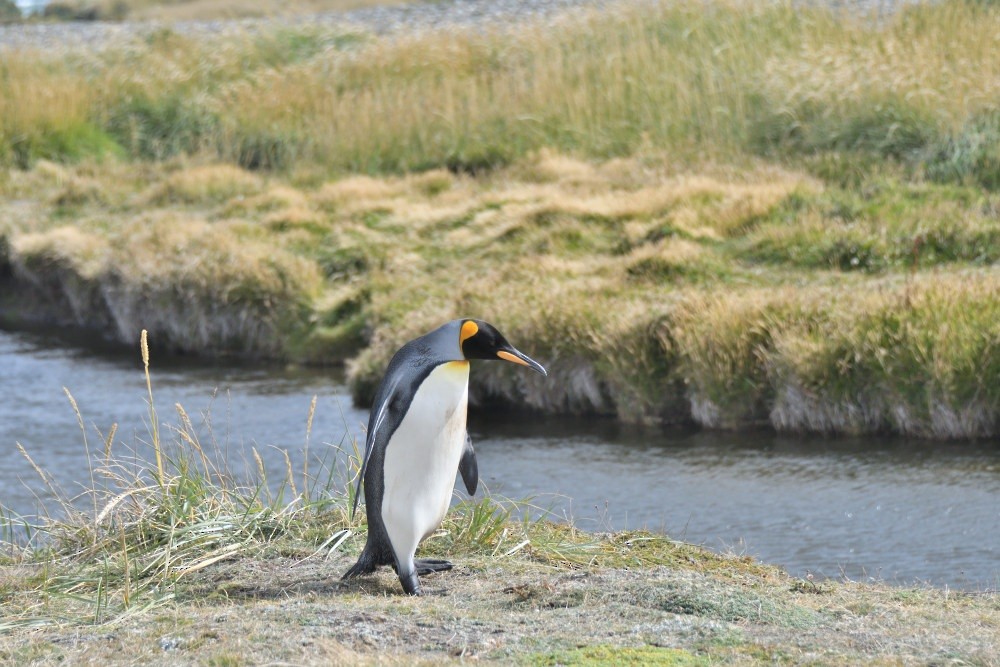 King Penguin - ML657482770