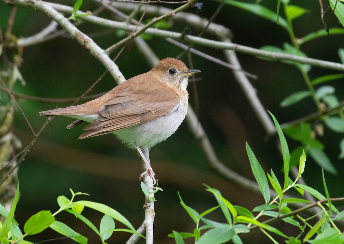 Veery - ML657484312