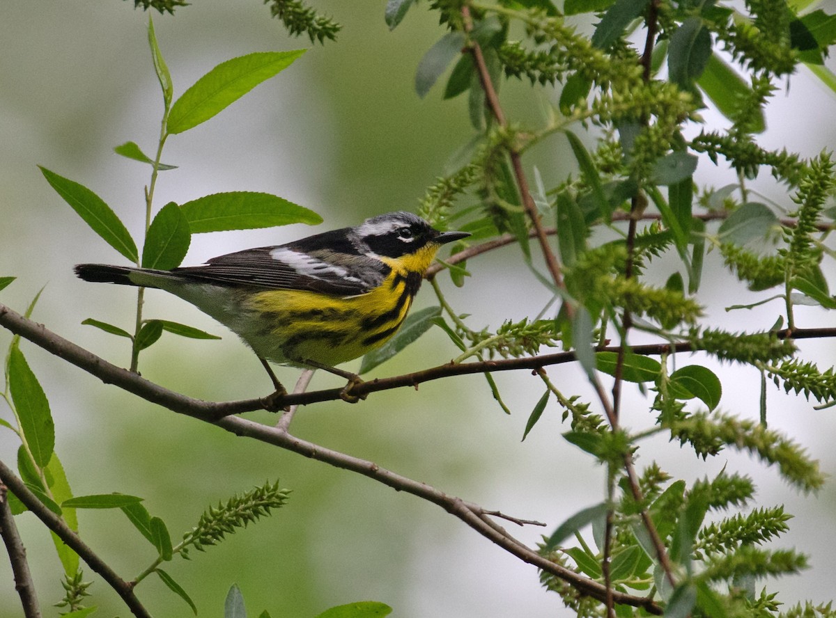 Magnolia Warbler - ML657484355
