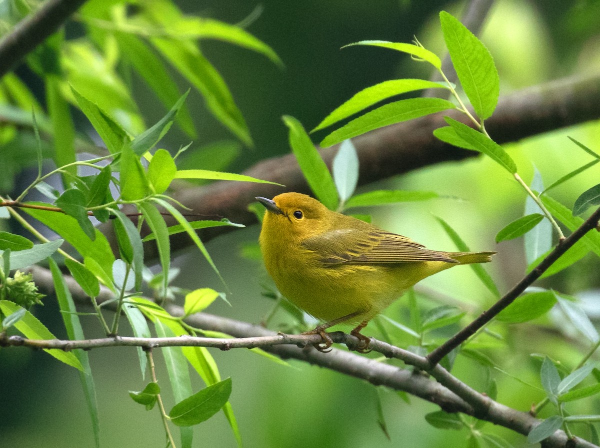 Northern Yellow Warbler - ML657484363