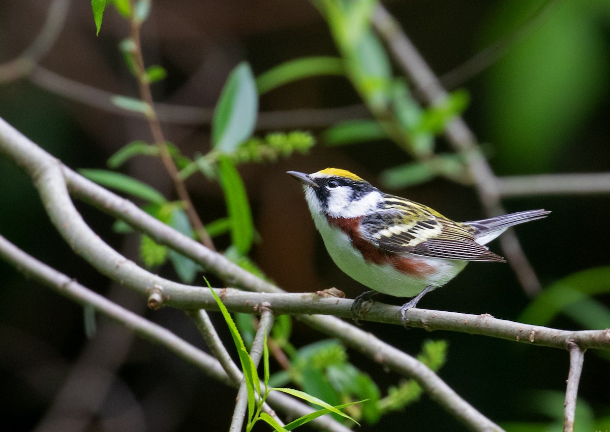 Chestnut-sided Warbler - ML657484368
