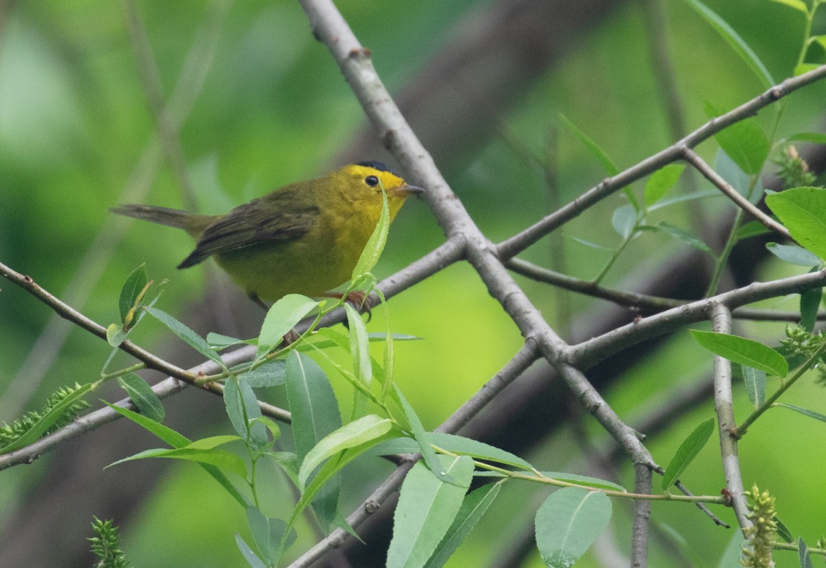 Wilson's Warbler - ML657484379