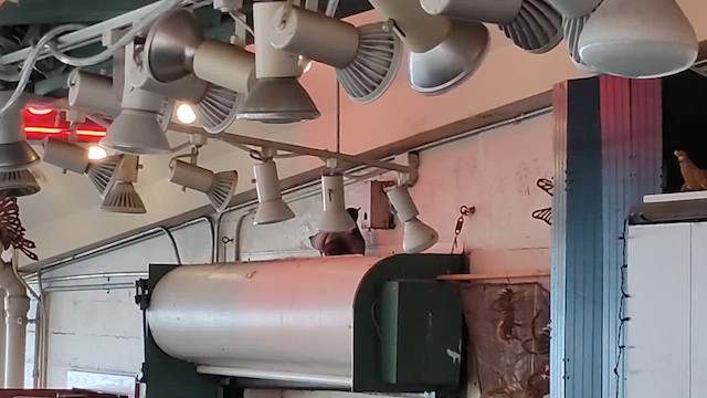 Сизый голубь (Одомашненного типа) - ML657485120