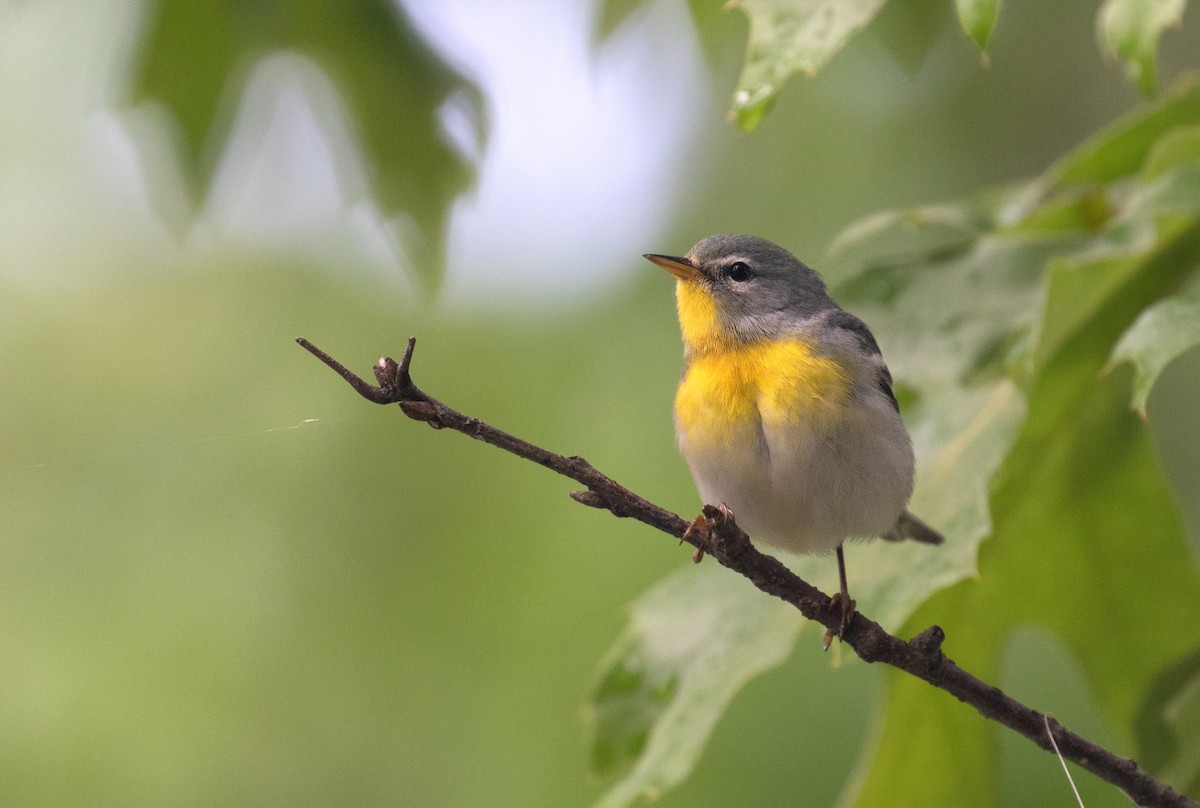 Northern Parula - ML657485234