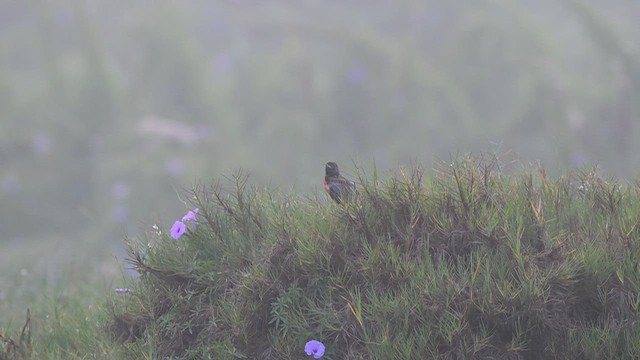 Peruvian Meadowlark - ML657485542