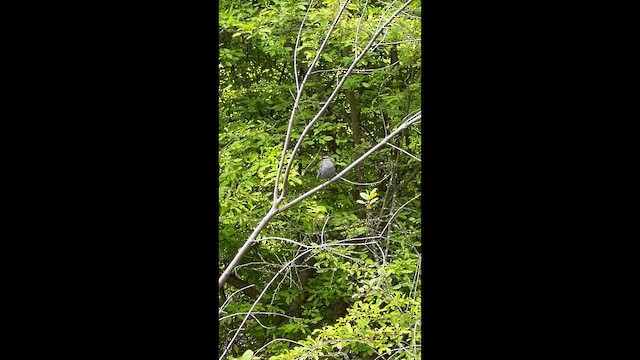 Gray Catbird - ML657485746