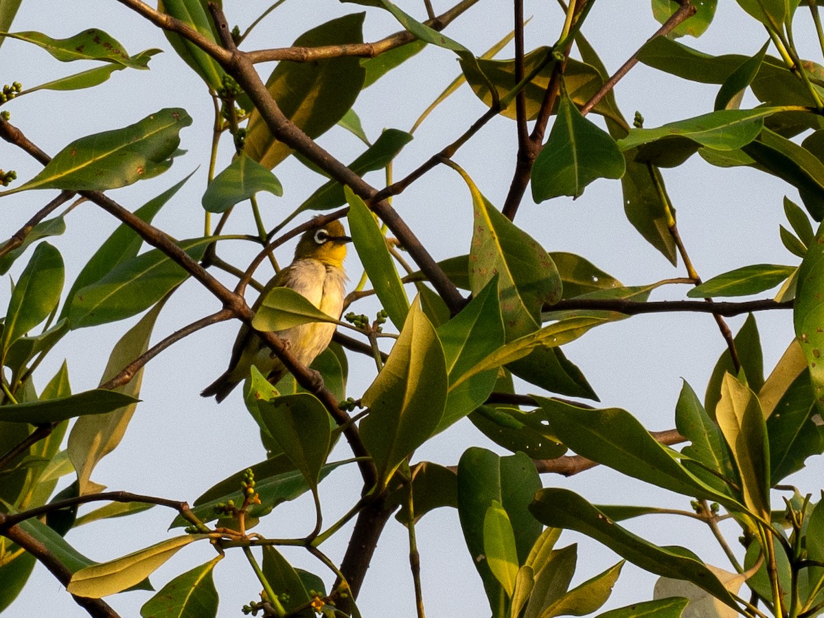 Swinhoe's White-eye - ML657486700