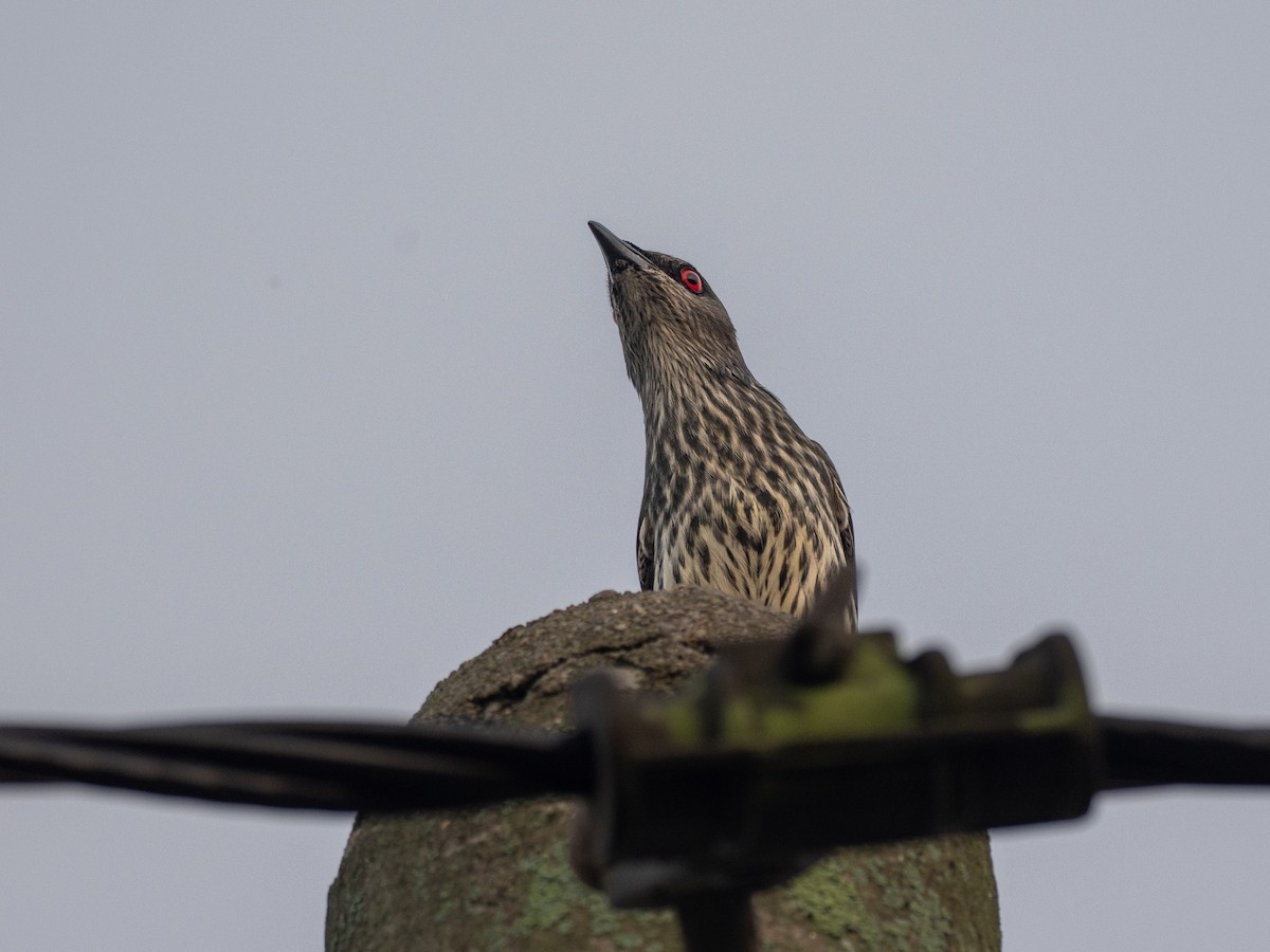 Asian Glossy Starling - ML657486719