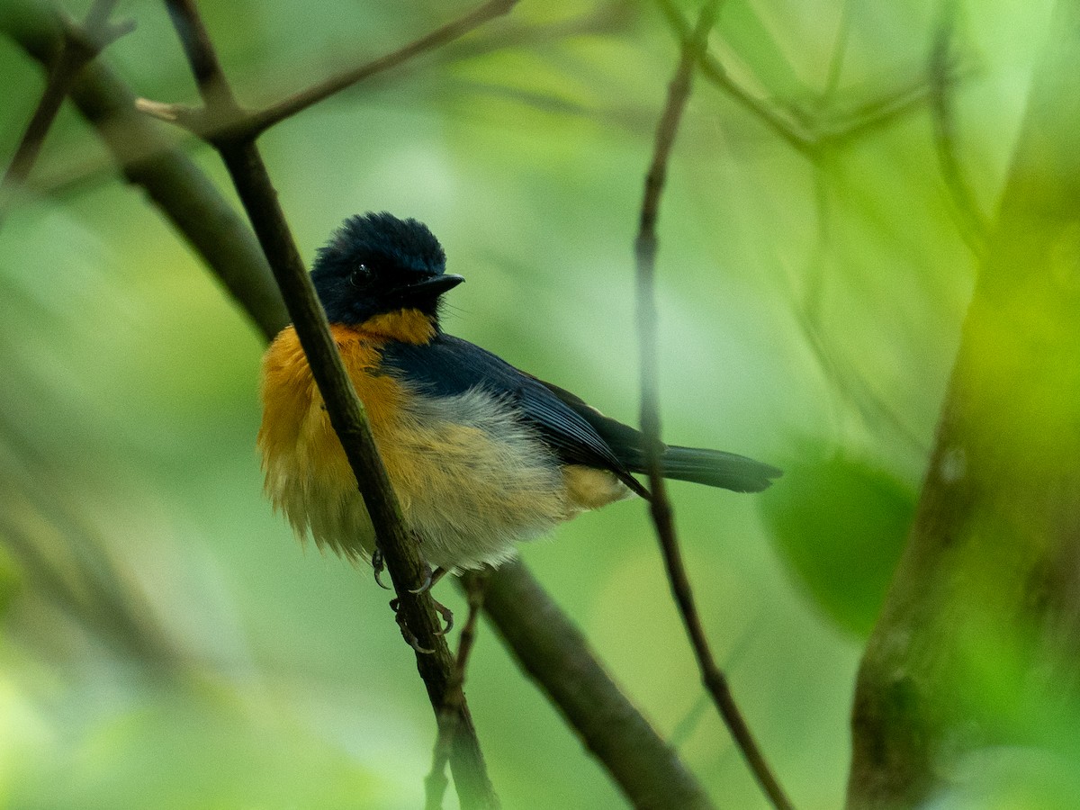 Mangrove Blue Flycatcher - ML657486736