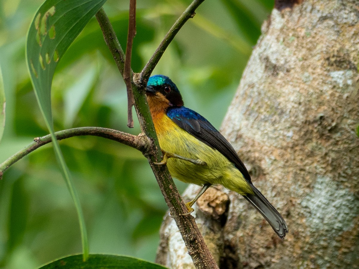 Ruby-cheeked Sunbird - ML657486754
