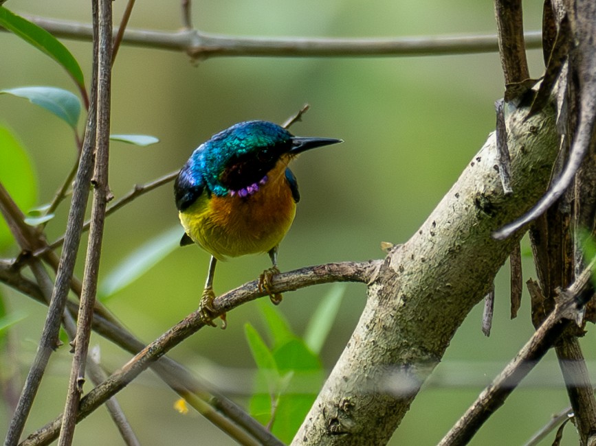 Ruby-cheeked Sunbird - ML657486755