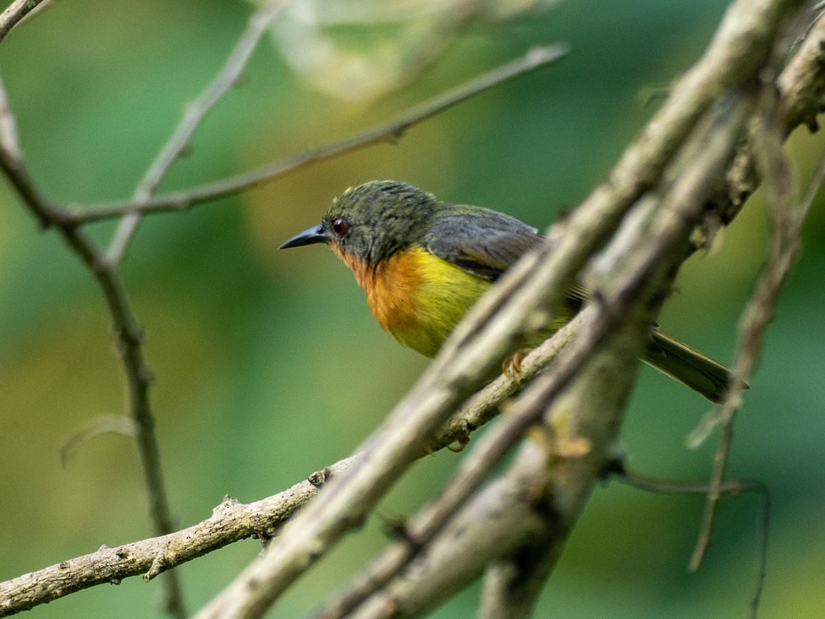 Ruby-cheeked Sunbird - ML657486756