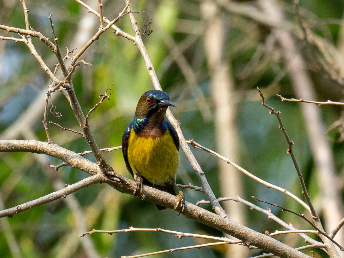 Brown-throated Sunbird - ML657486782