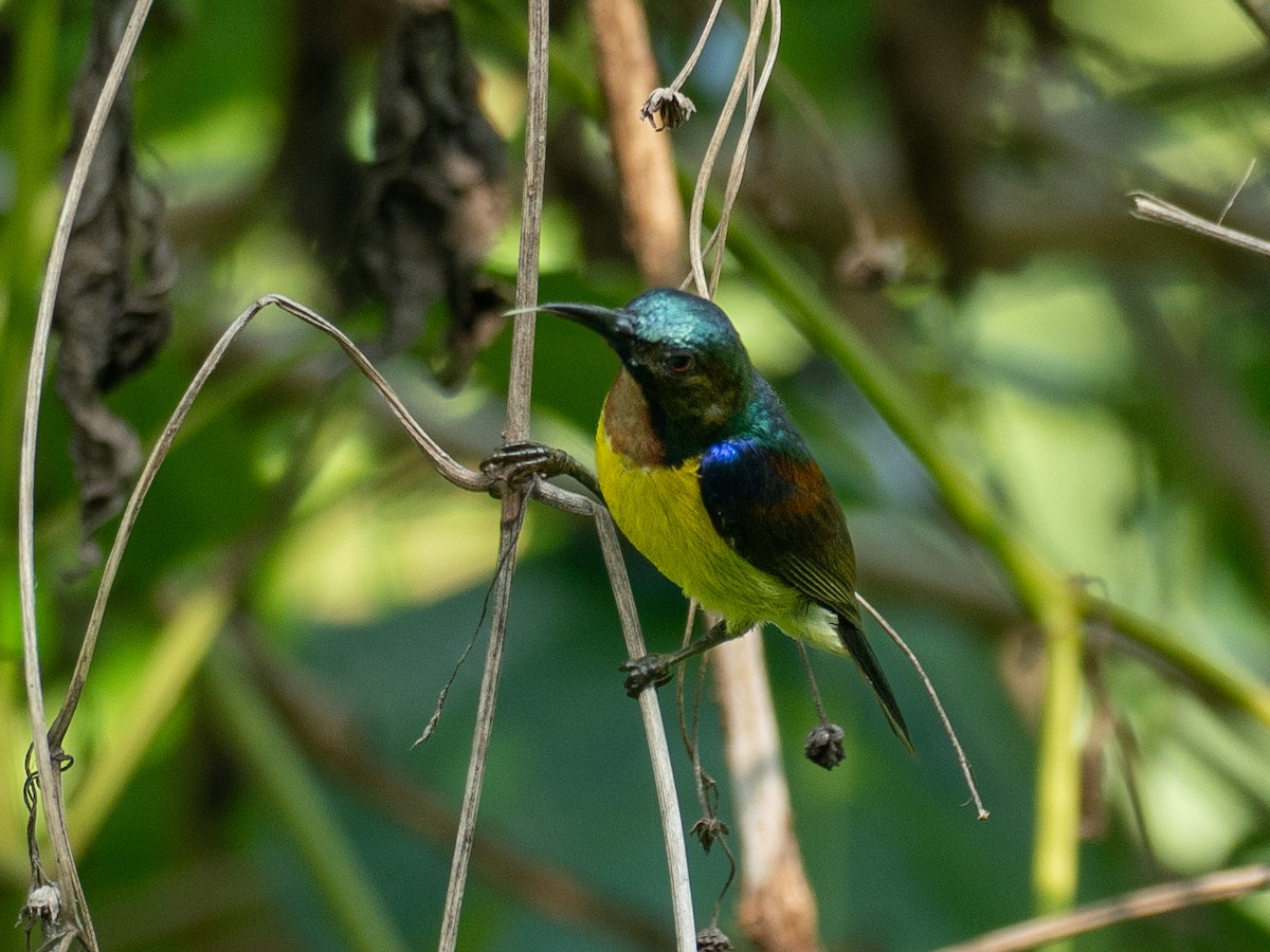 Brown-throated Sunbird - ML657486783