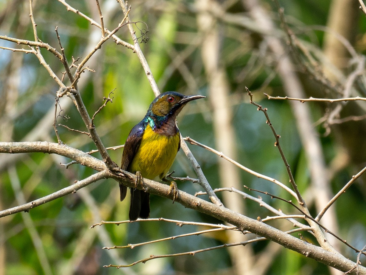 Brown-throated Sunbird - ML657486785