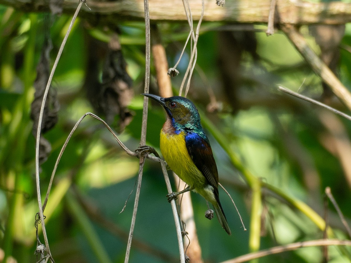 Brown-throated Sunbird - ML657486786