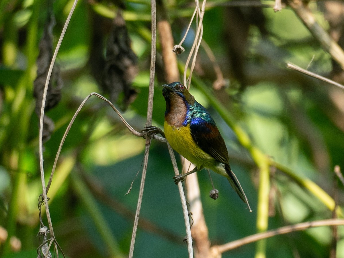 Brown-throated Sunbird - ML657486787