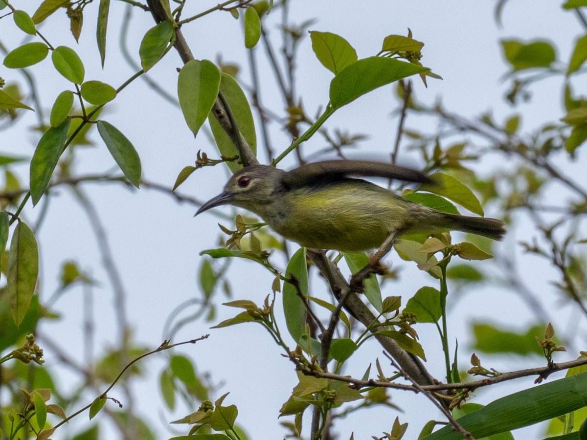 Brown-throated Sunbird - ML657486788