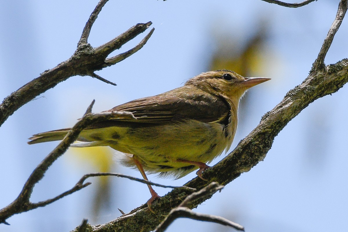 Worm-eating Warbler - ML657486987