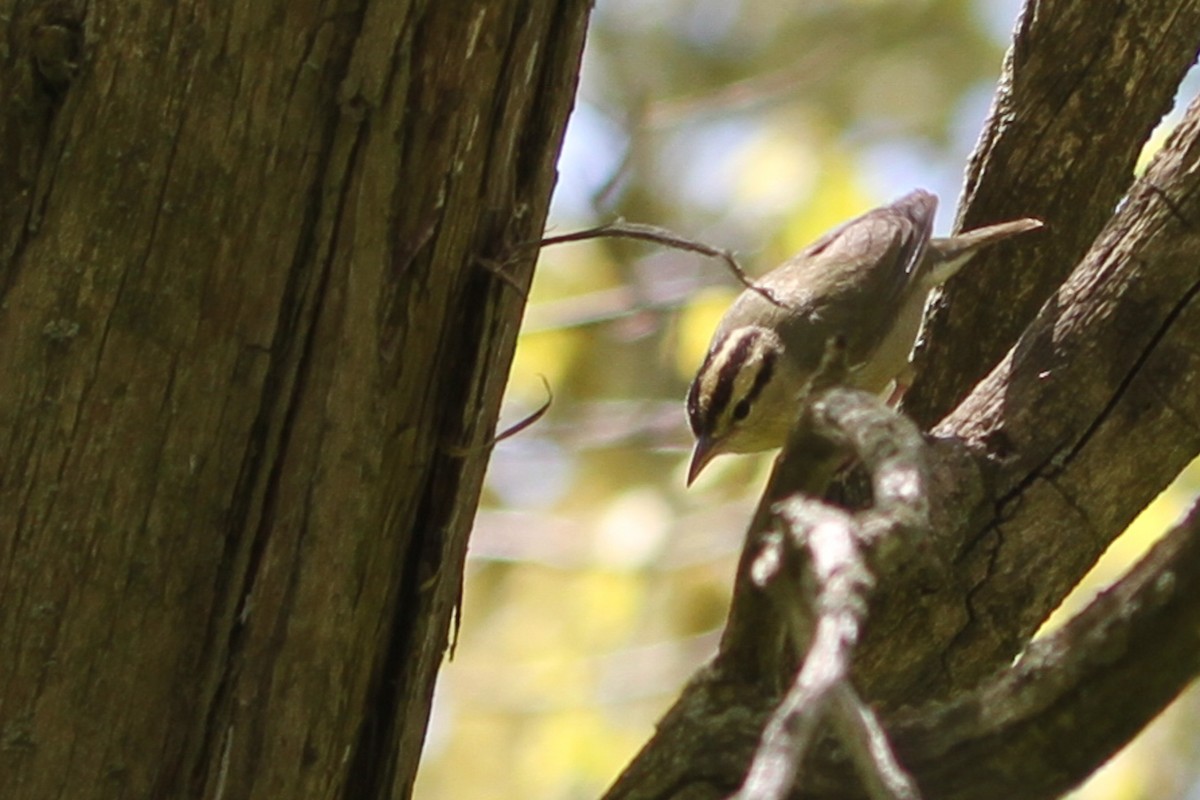 Worm-eating Warbler - ML657487643