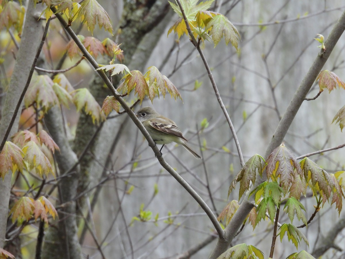 Least Flycatcher - ML657487858
