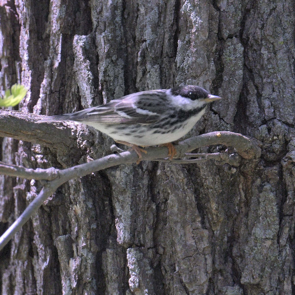 Blackpoll Warbler - ML657487916