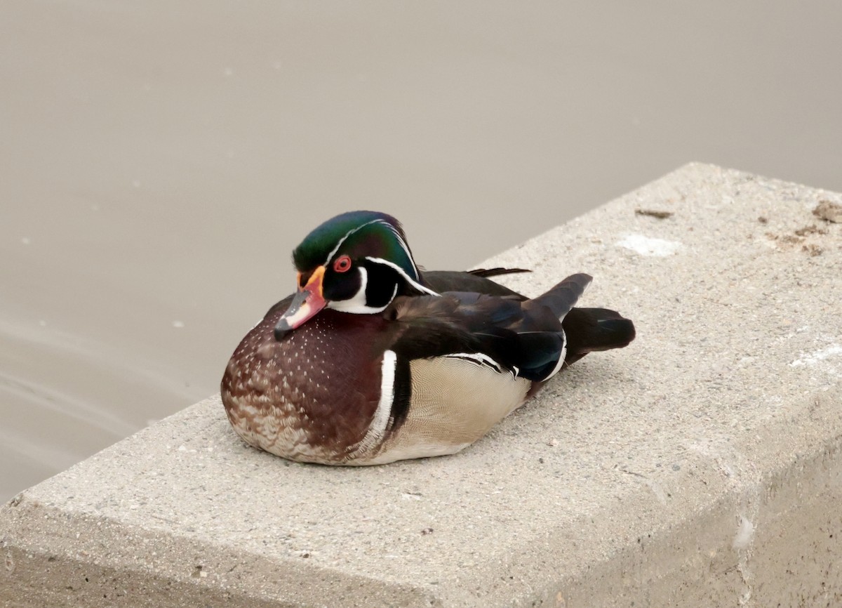 Wood Duck - ML657487970