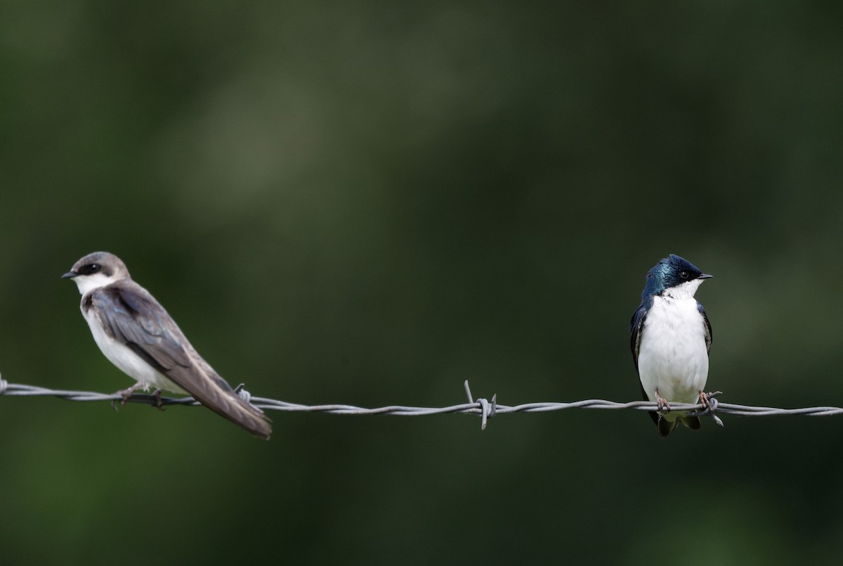 Tree Swallow - ML657487987