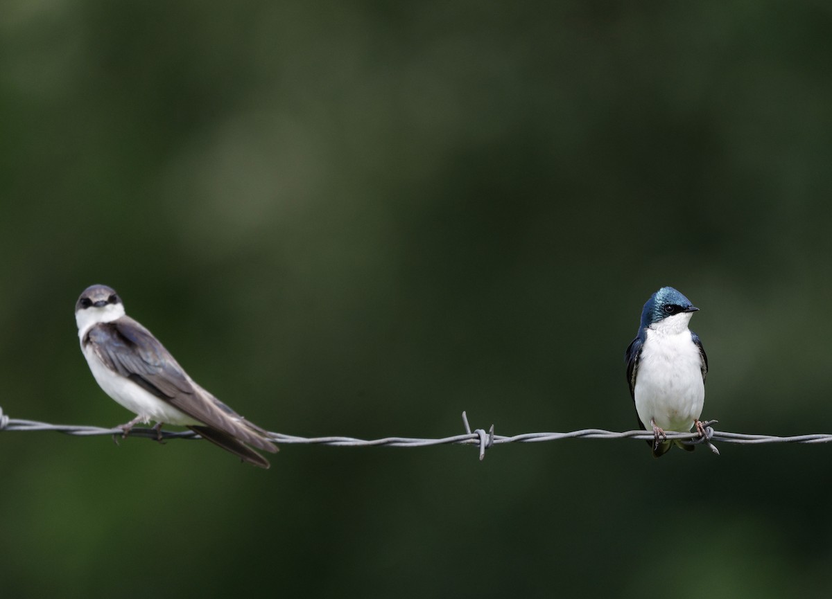 Tree Swallow - ML657487988