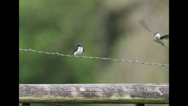 Tree Swallow - ML657487989