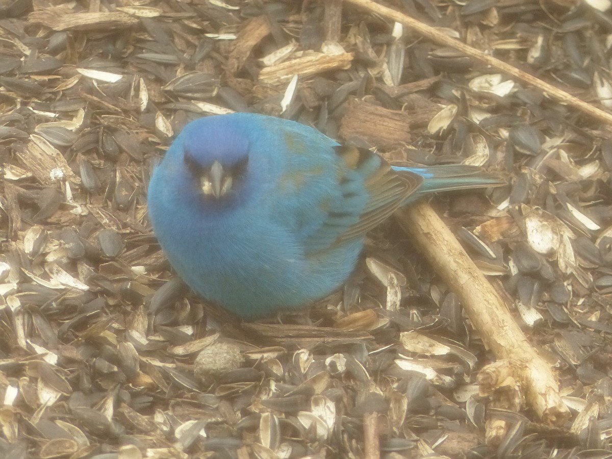 Indigo Bunting - ML657487991