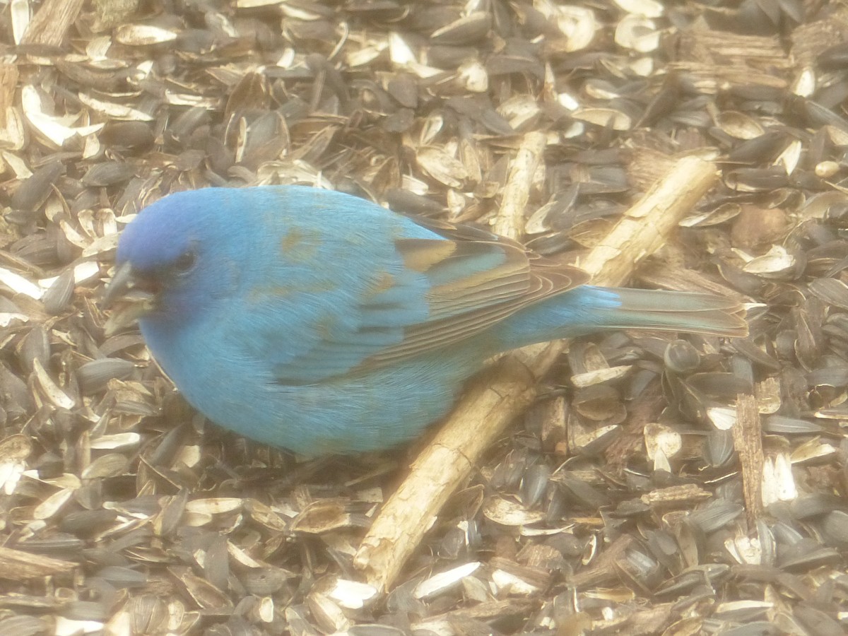Indigo Bunting - ML657487992