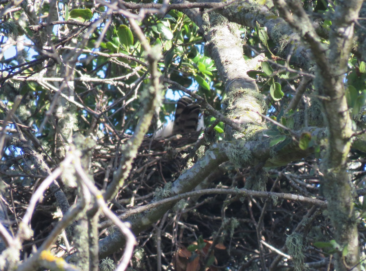 Cooper's Hawk - ML657487994