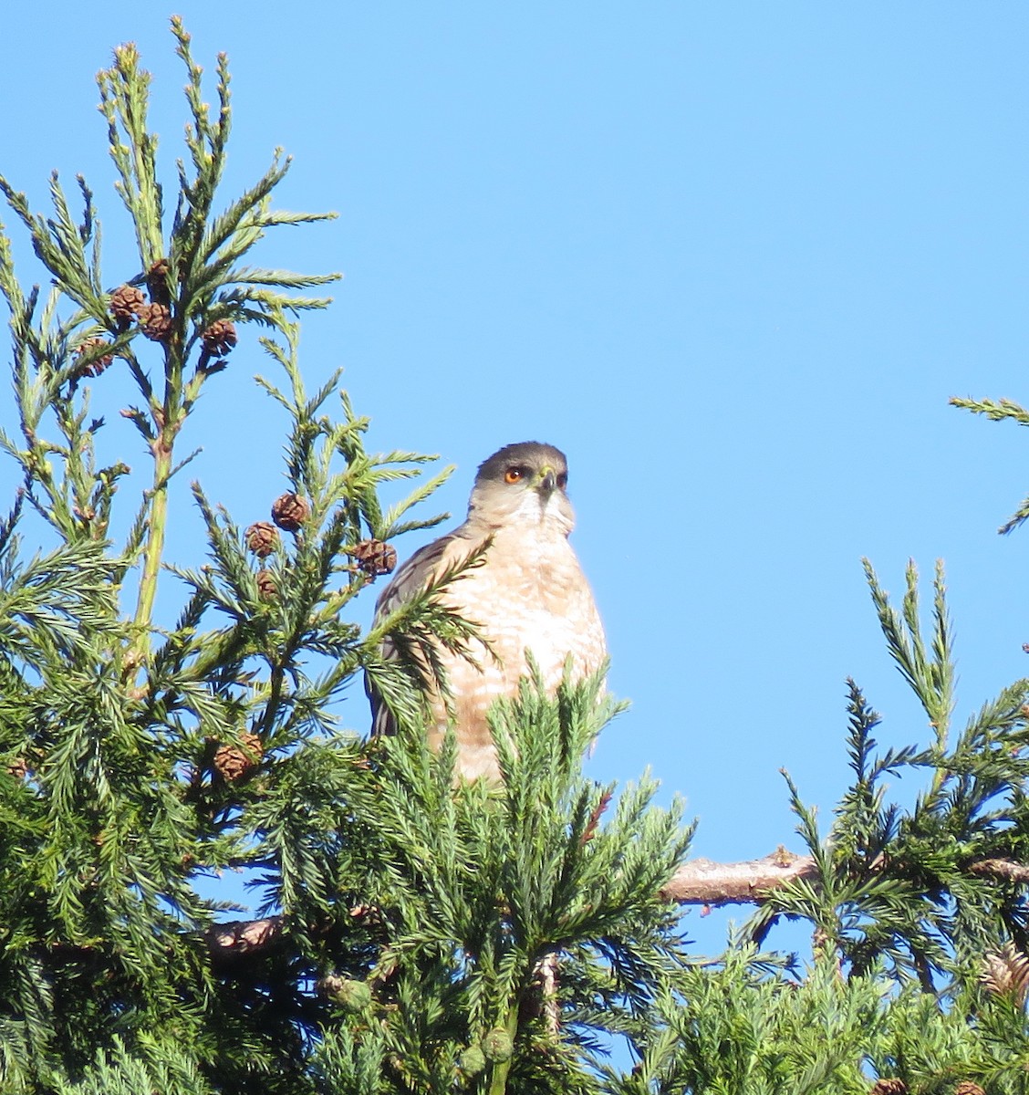 Cooper's Hawk - ML657487995