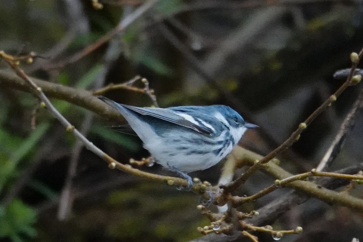 Cerulean Warbler - ML657487996