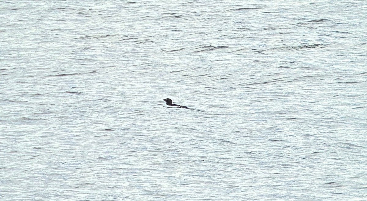 Razorbill - ML657487997
