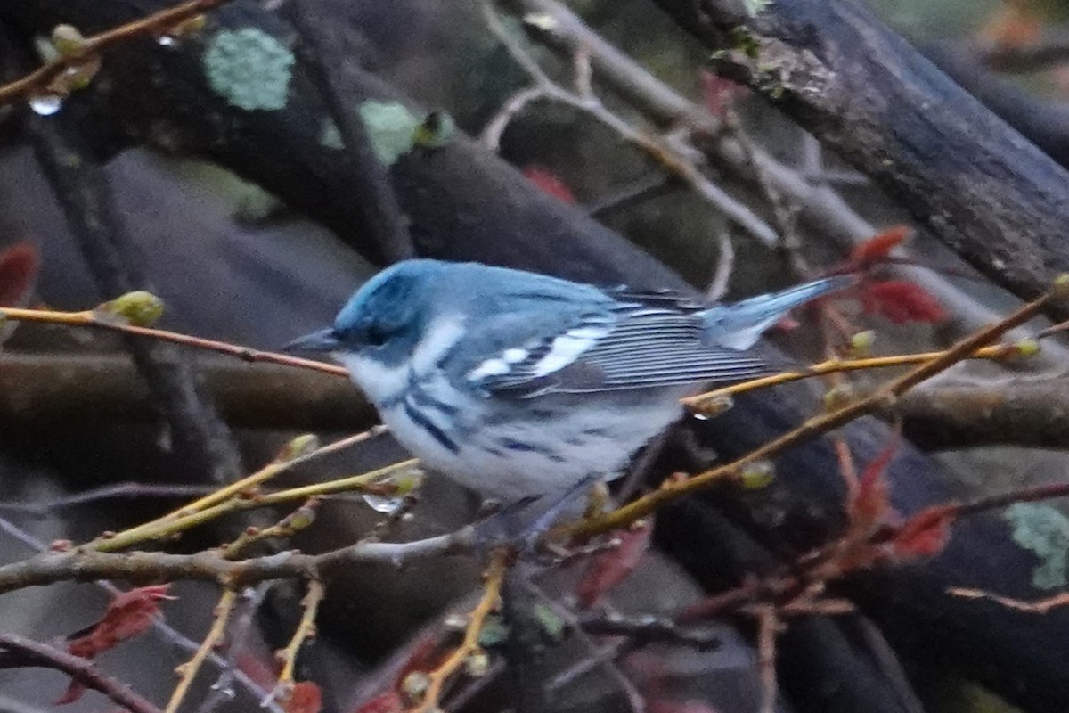 Cerulean Warbler - ML657487998