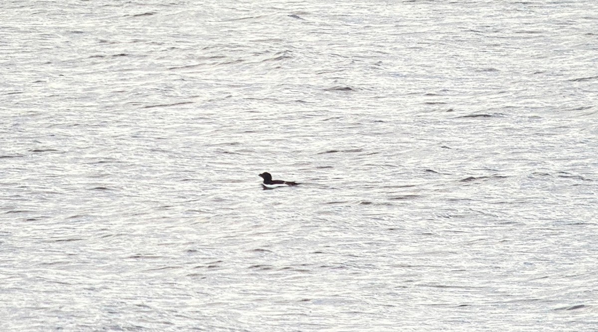 Razorbill - ML657488002