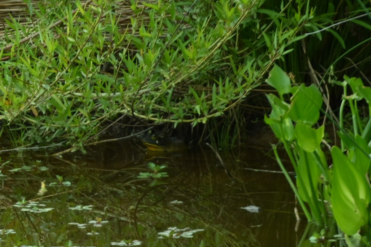 Reptiles - ML657488004