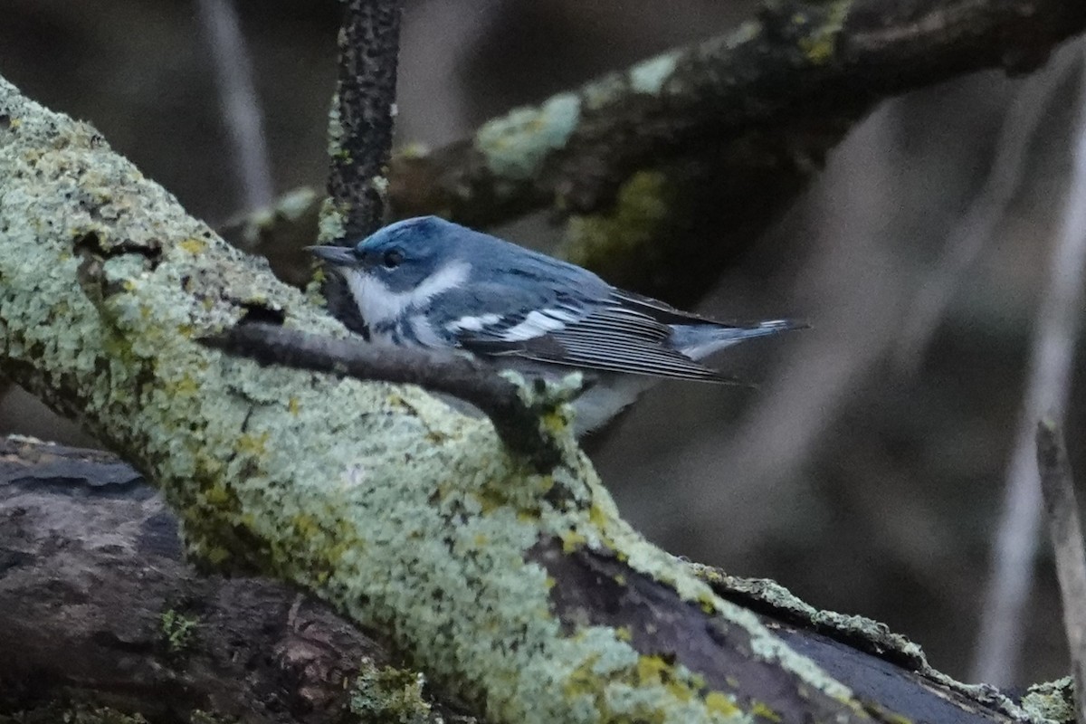 Cerulean Warbler - ML657488005