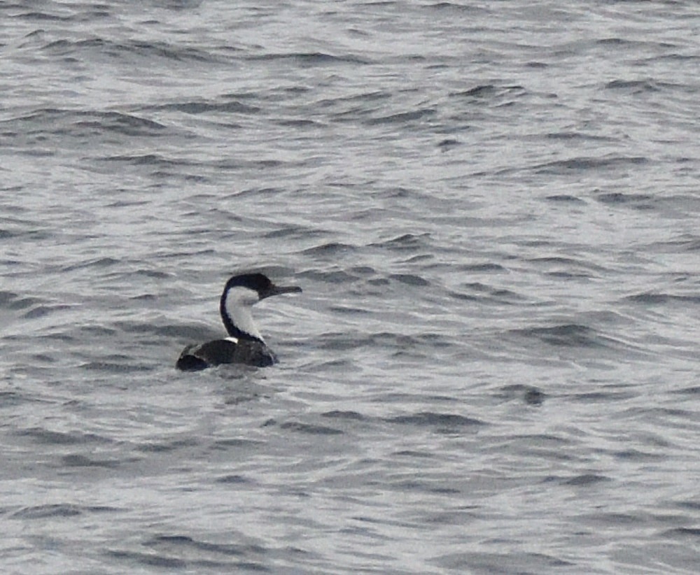 Imperial Cormorant (Imperial) - ML657488006