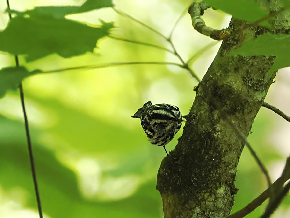 Black-and-white Warbler - ML657488007