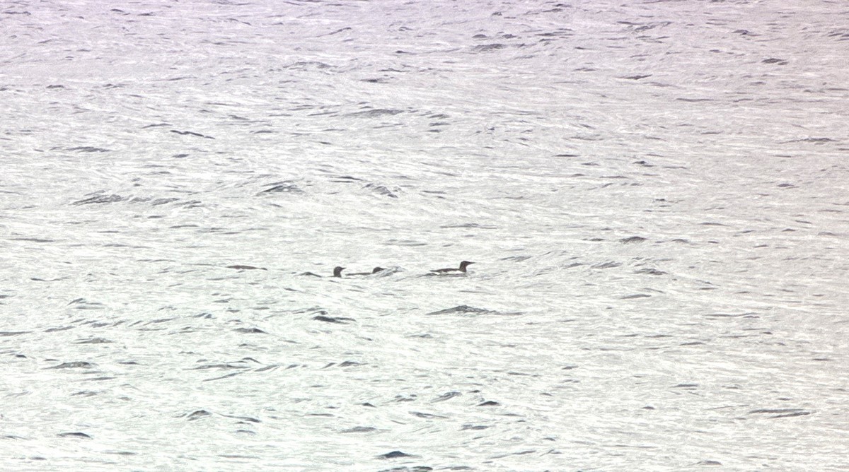 Common Murre - ML657488008