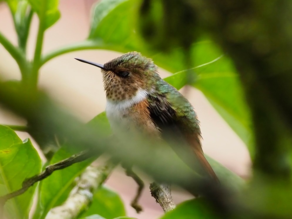 Scintillant Hummingbird - ML657488009