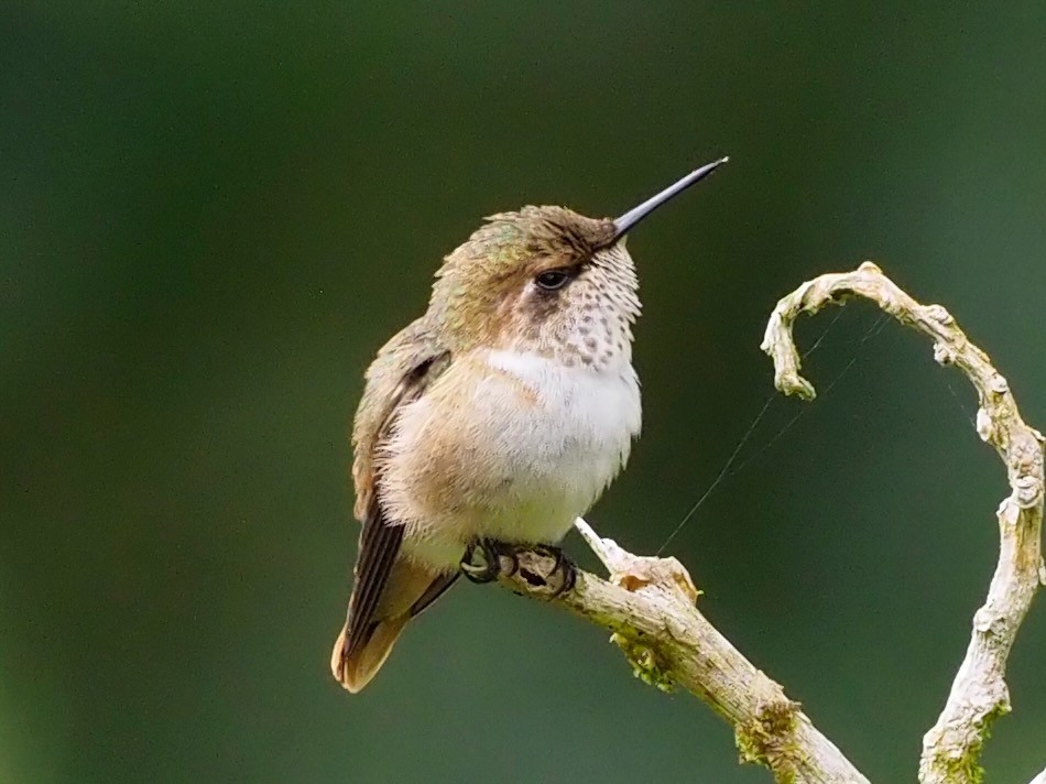 Scintillant Hummingbird - ML657488010