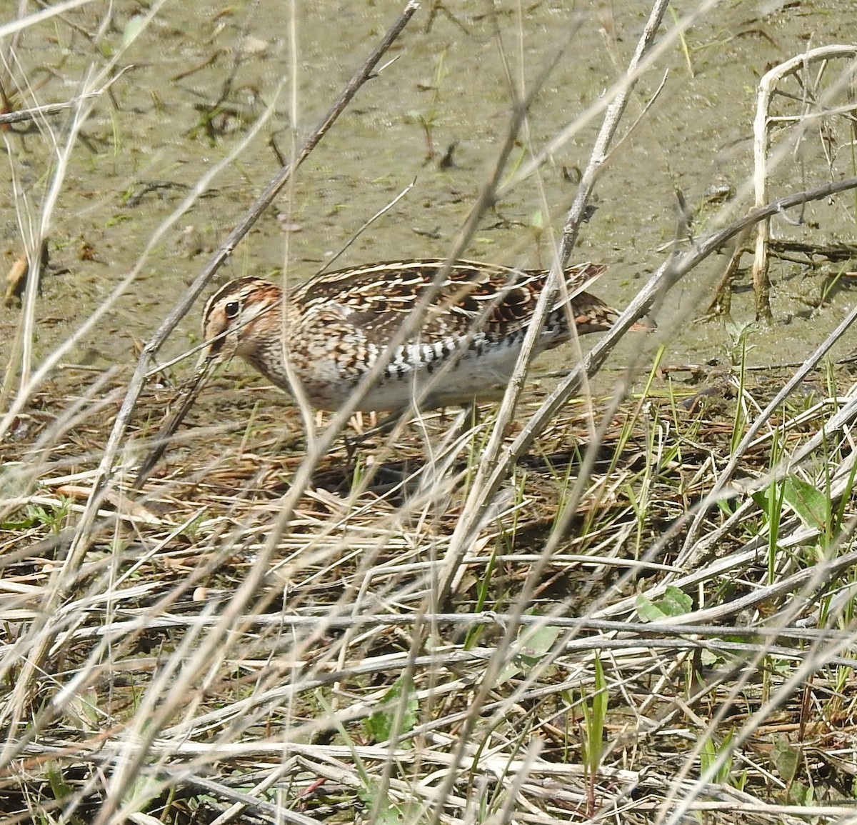 Wilson's Snipe - ML657488011