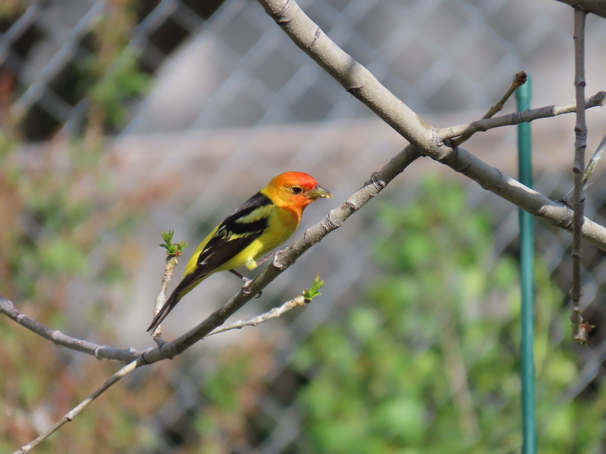 Western Tanager - ML657488012