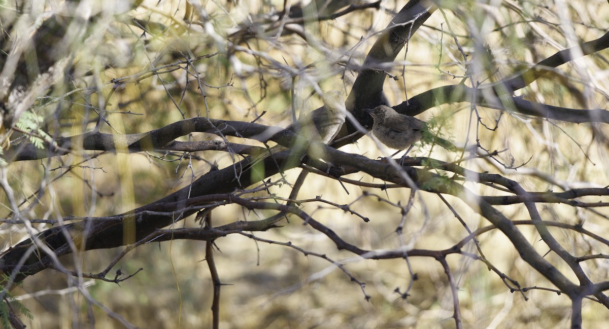 Curve-billed Thrasher (palmeri Group) - ML657488015